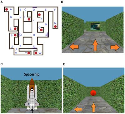 Less spatial exploration is associated with poorer spatial memory in midlife adults